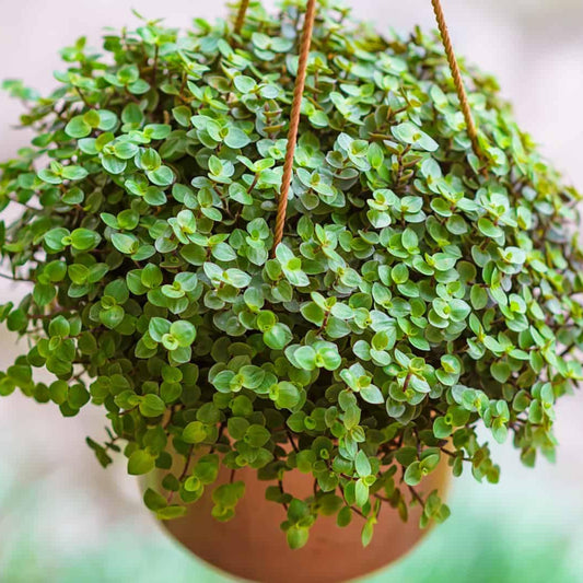 Turtle Vine plant in pot with trailing foliage
