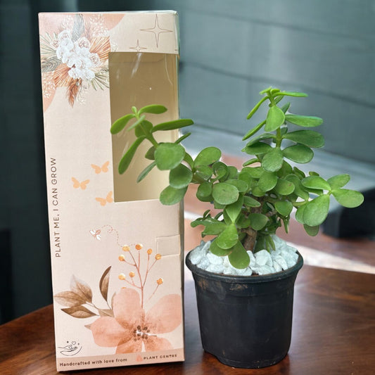 Gifting - Signature Package