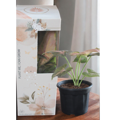 Gifting - Signature Package