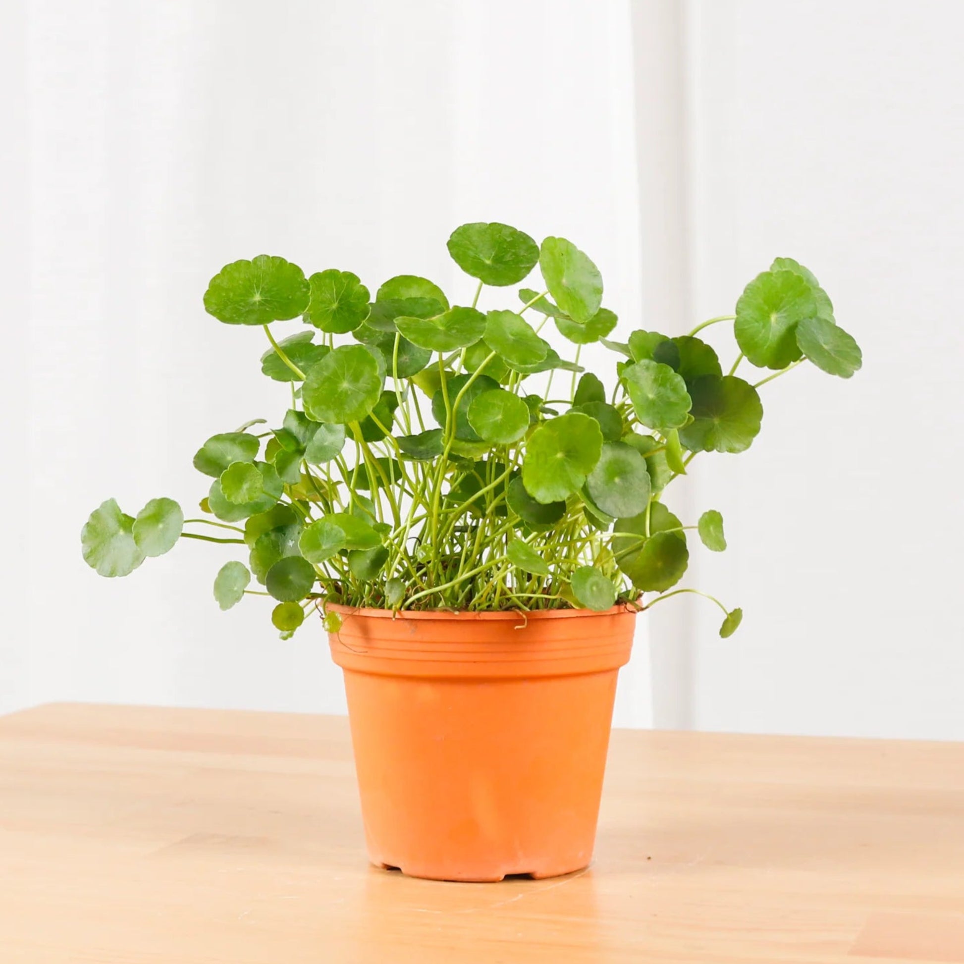 Vallarai Plant – Centella Asiatica | Herbal Plants | Fresh Health Herb in Pot

