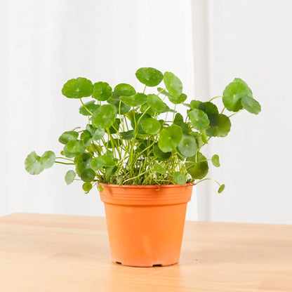 Vallarai Plant – Centella Asiatica | Herbal Plants | Fresh Health Herb in Pot

