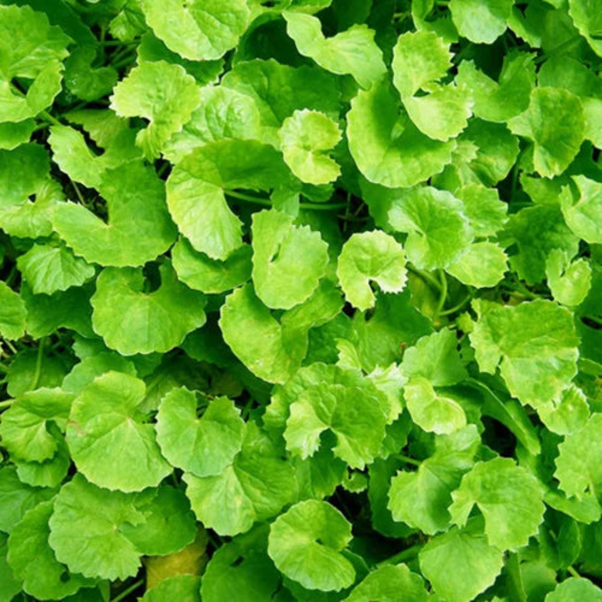 Vallarai – Centella Asiatica | Home Garden Herb | Fresh Culinary and Medicinal Herb