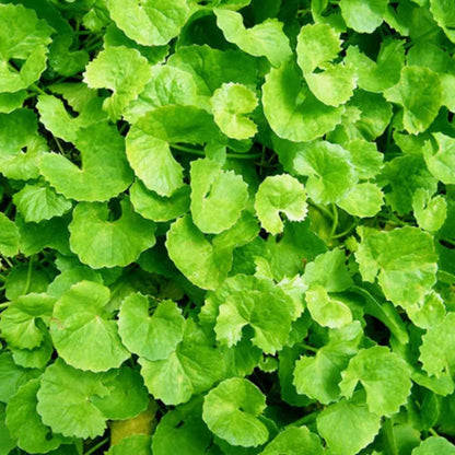 Vallarai – Centella Asiatica | Home Garden Herb | Fresh Culinary and Medicinal Herb