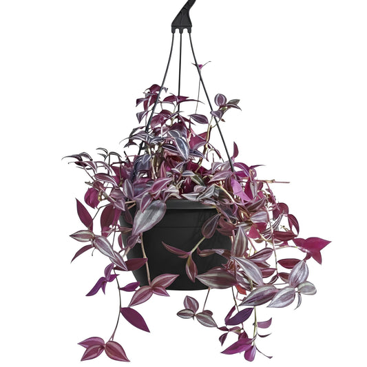 Wandering Jew (Tradescantia zebrina) | Low Maintenance Trailing Indoor Plant for Home & Office
