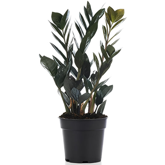 ZZ Plant Black (Zamioculcas zamiifolia ‘Raven’) | Low Maintenance Indoor Plant