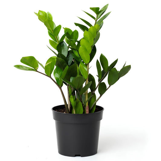 ZZ Plant (Green) (Zamioculcas zamiifolia) | Low Maintenance Indoor Plant