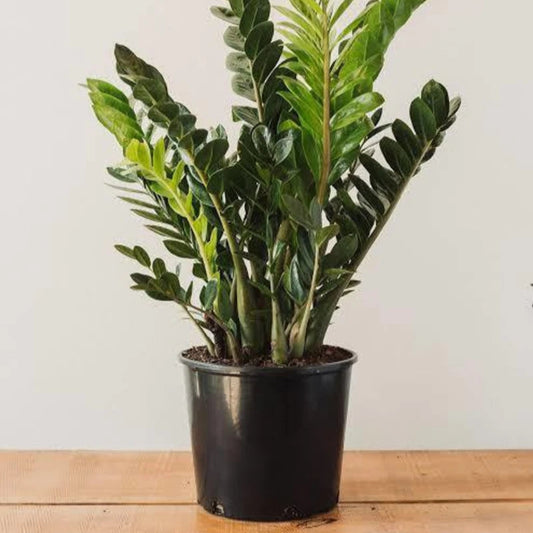ZZ plant in nursery pot – glossy green leaves