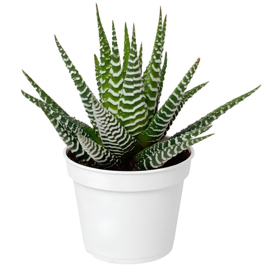 Zebra Cactus – Haworthiopsis attenuata | Succulents | Plant Centre