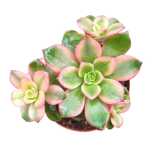 Aeonium Haworthii | Beautiful Rosette Succulent