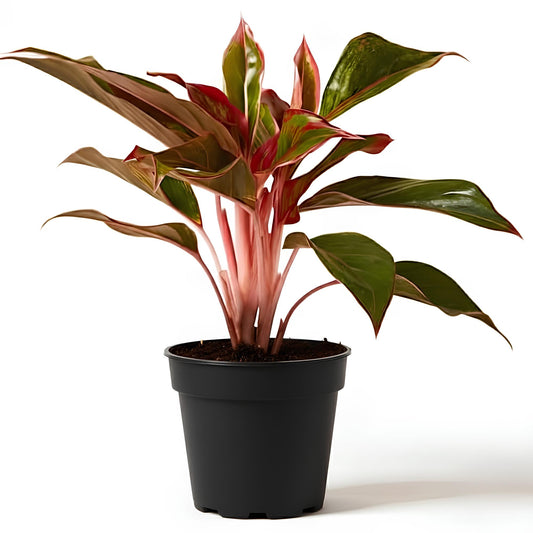 Aglaonema Red Lipstick | Low Maintenance Indoor Plant for Home & Office