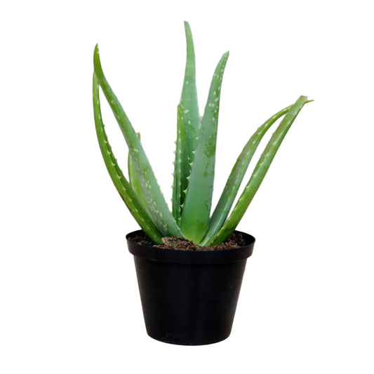 Aloe Vera Plant – Aloe barbadensis miller | Succulents | Healing Herb in Pot