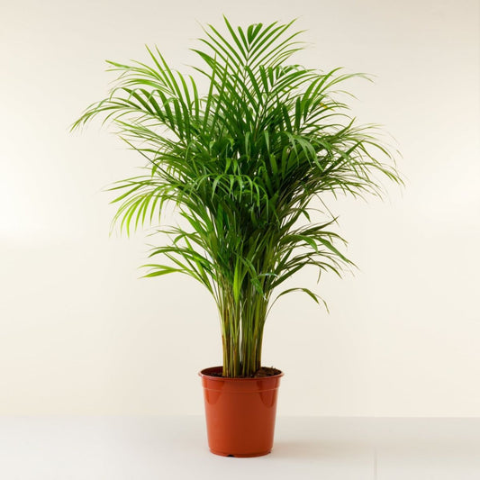 Areca Palm – Dypsis lutescens | Indoor Plants | Air Purifying Houseplant in Pot