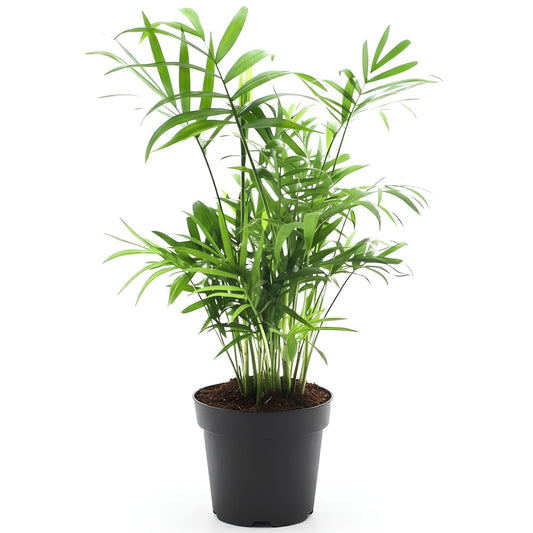 Bamboo Palm (Chamaedorea seifrizii) | Indoor Air-Purifying Plant for Home & Office