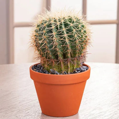 Barrel Cactus – Ferocactus spp. | Succulents | Drought-Tolerant Succulent in Pot

