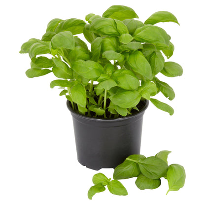 Basil – Ocimum Basilicum | Herbal Plants | Fresh Culinary Herb