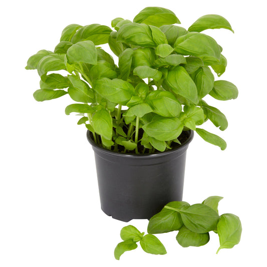 Basil – Ocimum Basilicum | Herbal Plants | Fresh Culinary Herb