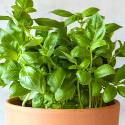 Basil – Ocimum Basilicum | Home Garden Herb | Aromatic Fresh Culinary Herb