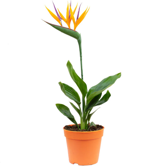 Bird of Paradise – Strelitzia reginae | Indoor Plants | Tropical Foliage in Pot
