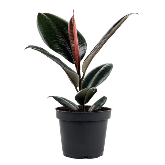 Burgundy Rubber Plant – Ficus elastica 'Burgundy' | Indoor Plants | Air Purifying Houseplant in Pot