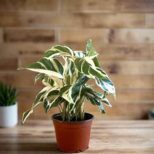 Calathea White Fusion – Calathea spp. | Indoor Plants | Unique Marbled Foliage in Pot