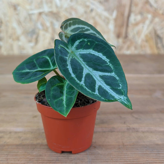 Crystallinum – Anthurium crystallinum | Indoor Plants | Decorative Heart-Shaped Leaves in Pot