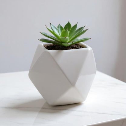 Succulents in Ceramic Pot