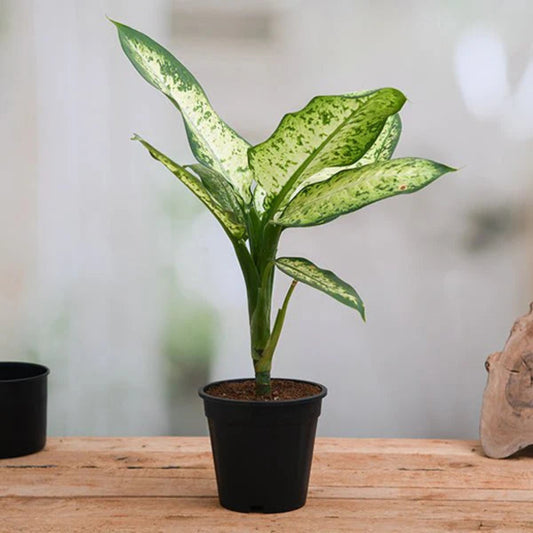 Dumb Cane – Dieffenbachia spp. | Indoor Plants | Bold Variegated Foliage in Pot