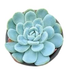 Echeveria Mexican Snowball | Beautiful Rosette Succulent