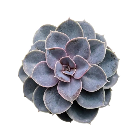 Echeveria Perle von Nurnberg | Beautiful Succulent Plant