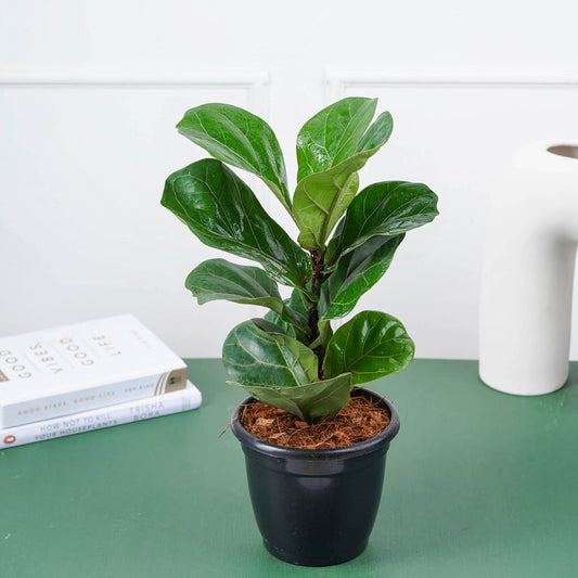 Fiddle Leaf Fig – Ficus lyrata | Indoor Plants | Large Glossy Leaves in Pot

