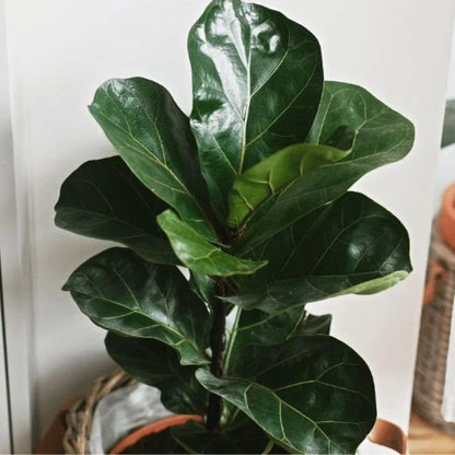 Fiddle Leaf Fig Growing in a Pot in a Living Room | Decorative Indoor Plant

