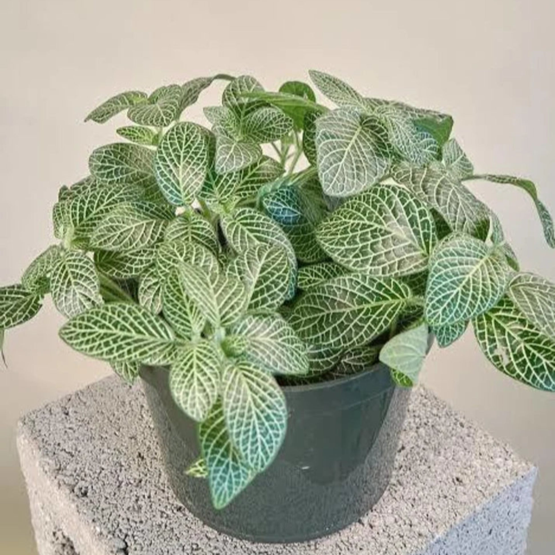 Fittonia – Fittonia albivenis | Home Decor Indoor Plant | Colorful Foliage