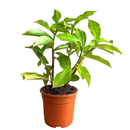 Insulin Plant | Natural Remedy for Diabetes