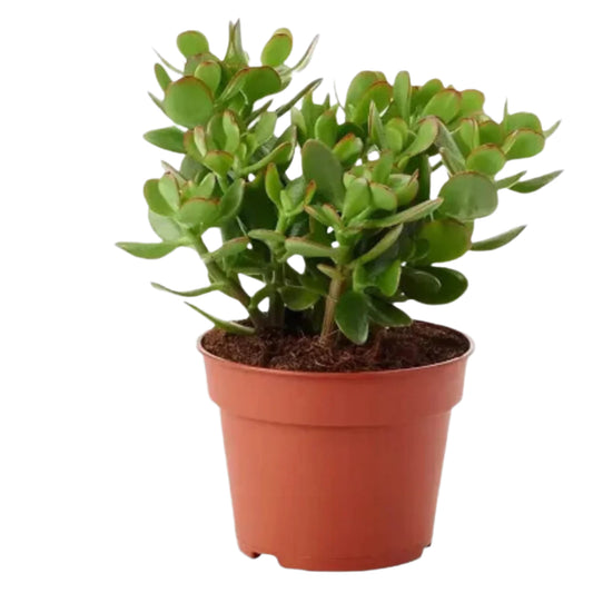 Jade Plant – Crassula ovata | Succulents | Lucky Plant in Pot