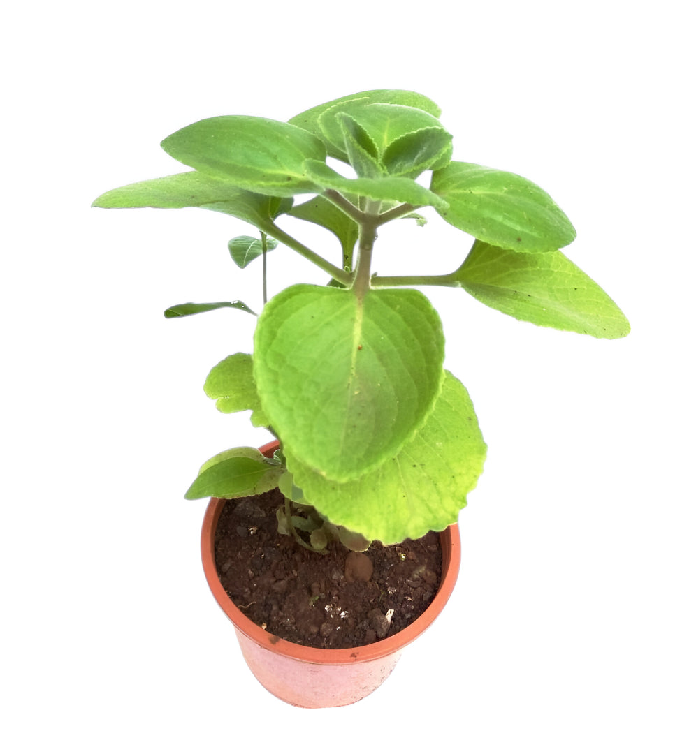 Karpooravalli Plant | Medicinal Herb with Aromatic Leaves for Digestion

