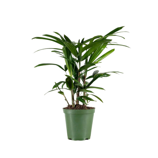 Lady Palm – Rhapis excelsa | Indoor Plants | Elegant Houseplant in Pot