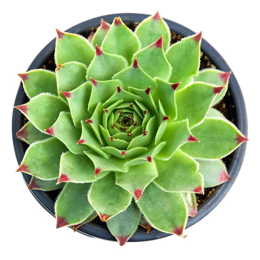 Sempervivum Calcareum | Hardy Succulent with Stunning Rosettes