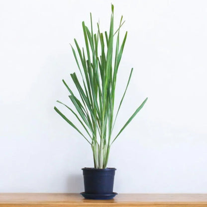 Lemongrass Plant – Cymbopogon citratus | Herbal Plants | Fresh Culinary Herb in Pot
