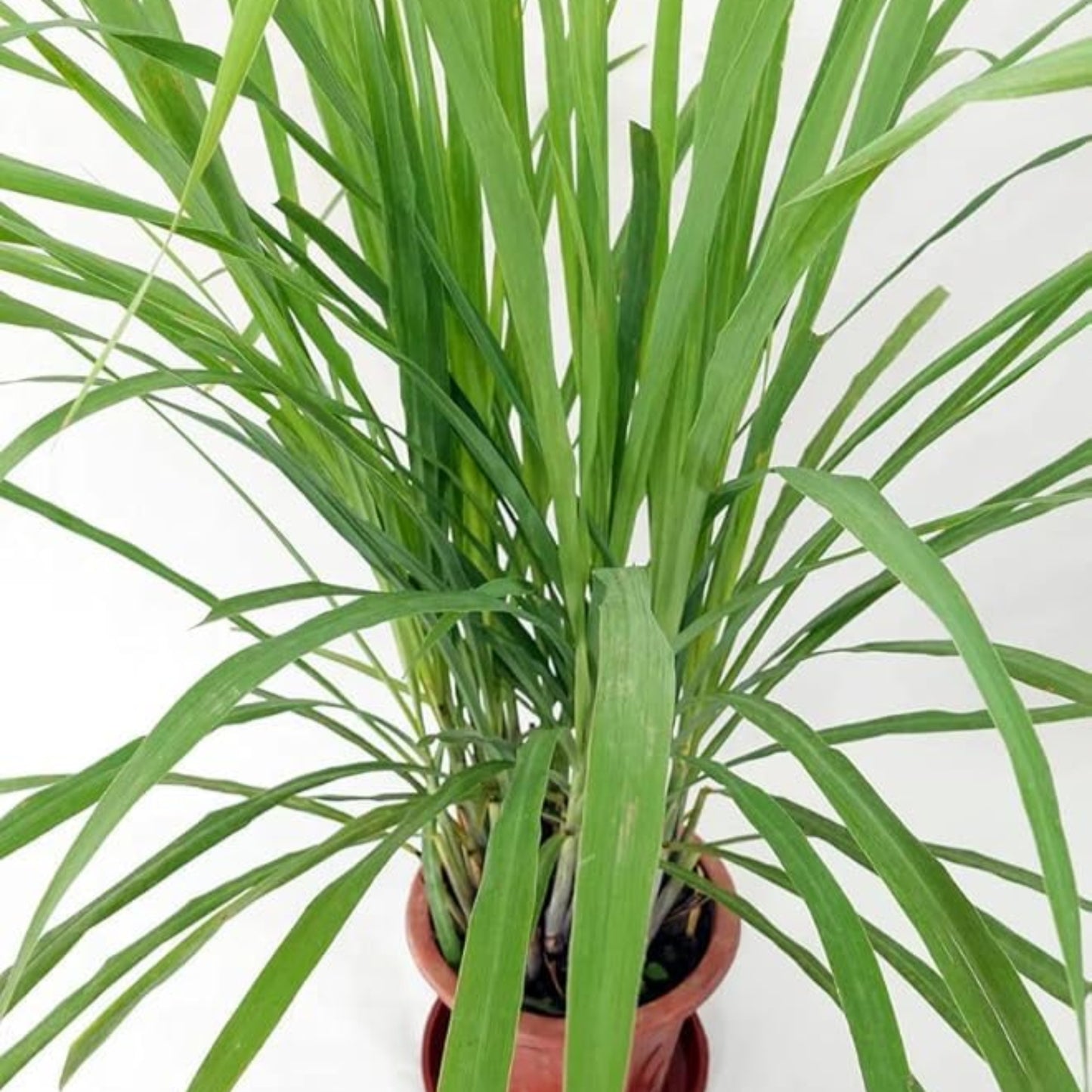 Lemongrass – Cymbopogon citratus | Home Garden Herb | Aromatic Fresh Culinary Herb