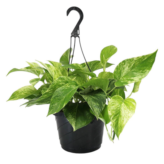 Marble Pothos | Variegated Indoor Plant with Creamy White and Green Leaves