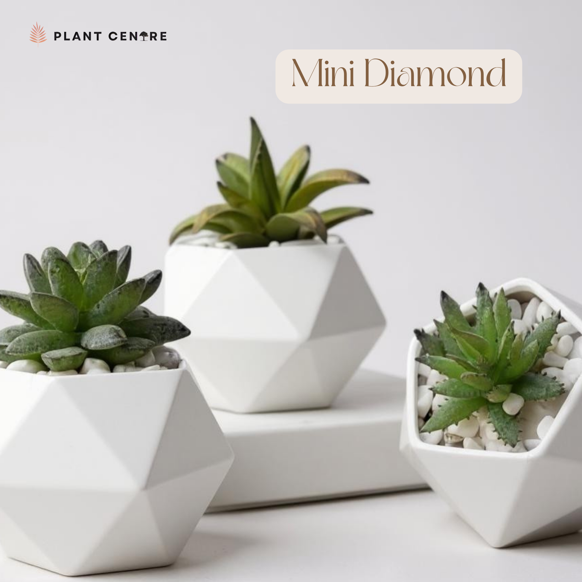 Three small succulents in geometric white pots on a light background with 'Plant Centre' branding.
