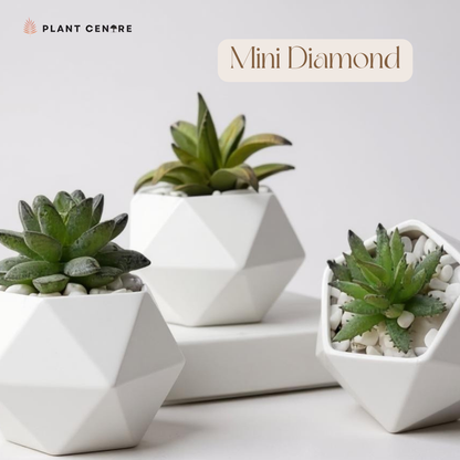 Three small succulents in geometric white pots on a light background with 'Plant Centre' branding.