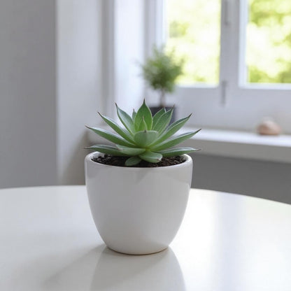 Succulents in Ceramic Pot