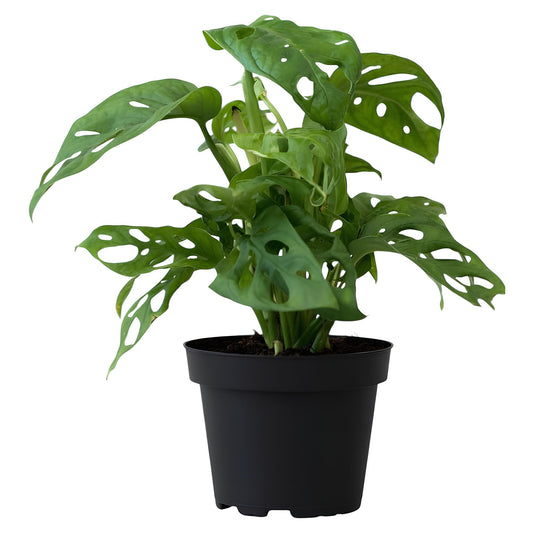 Monstera Adansonii (Swiss Cheese Vine) | Indoor Climbing Plant for Home & Office