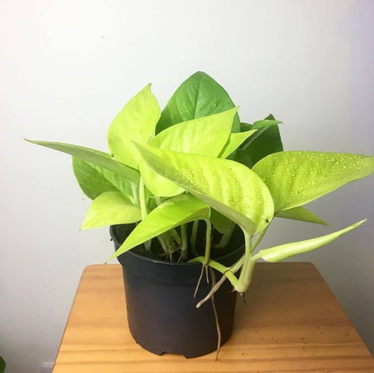 Neon Pothos – Epipremnum aureum 'Neon' | Indoor Plants | Bright Green Leaves in Pot