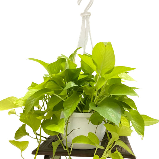 Neon Pothos in Hanging Pot | Vibrant Neon Green and Yellow Leaves