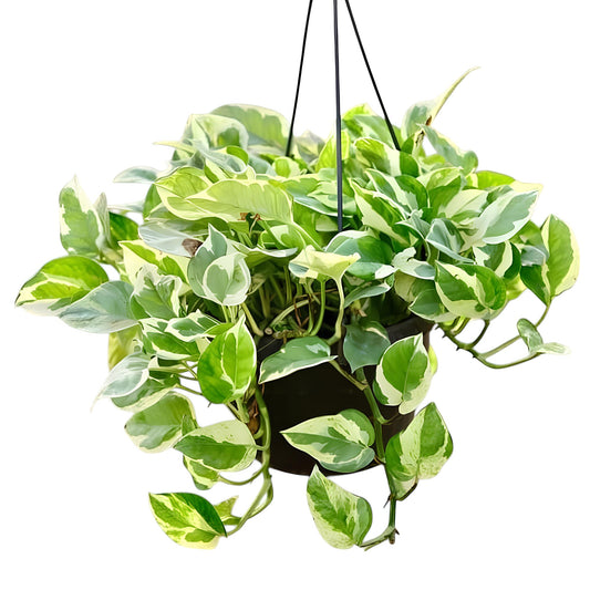 N'Joy Pothos | Beautiful Variegated Indoor Plant with Creamy White and Green Leaves