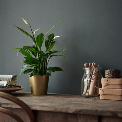 Peace Lily Growing in a Pot in a Living Room | Elegant and Air Purifying Plant