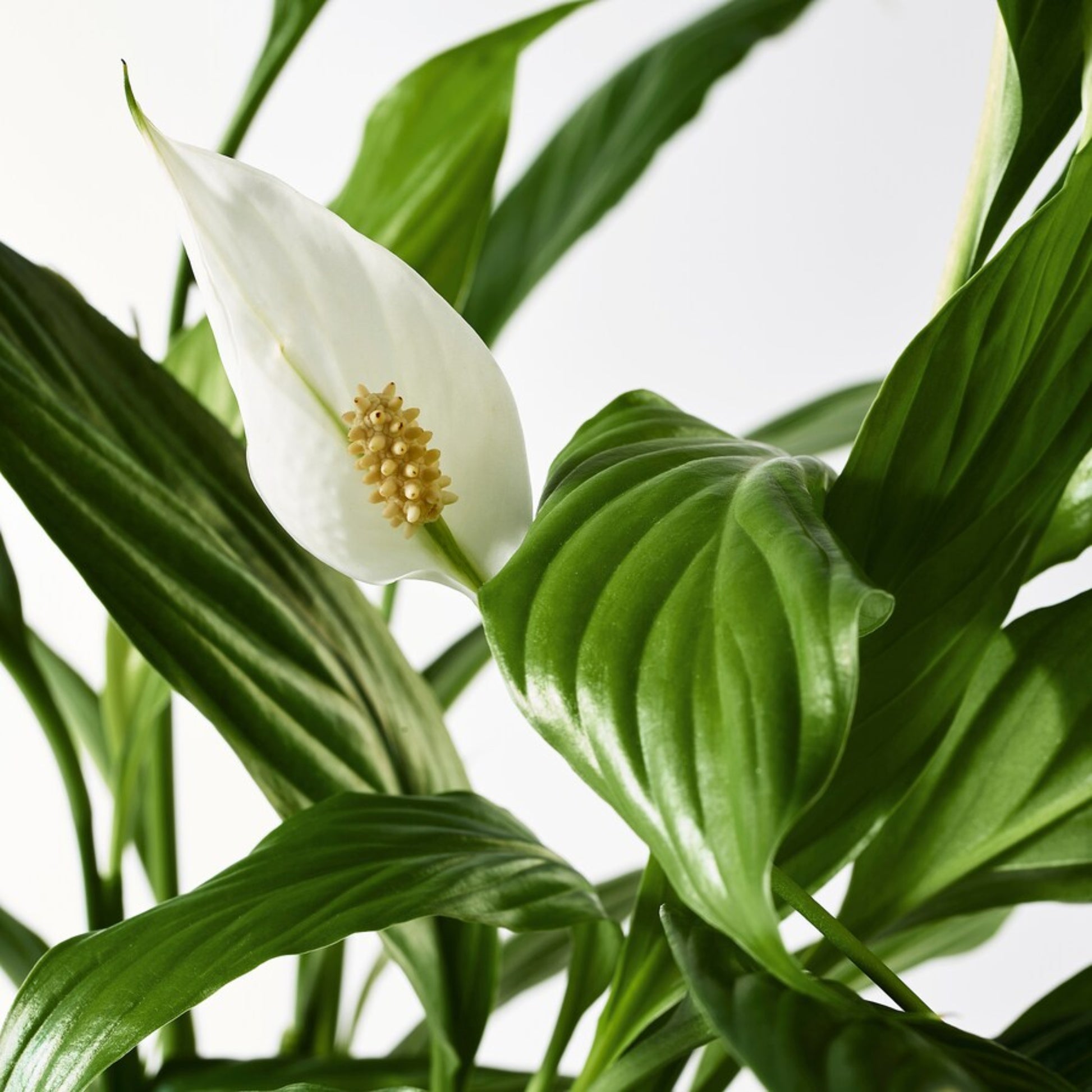 Peace Lily – Spathiphyllum spp. | Home Decor Indoor Plant | Elegant White Flowers
