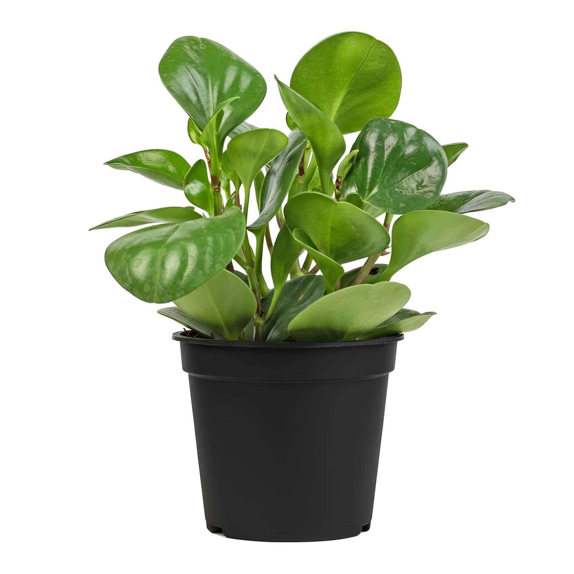 peperomia pothos Peperomia | Indoor Low Maintenance Plant for Home & Office Décor